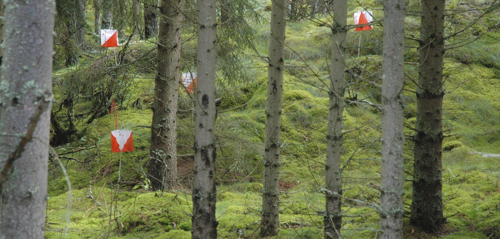 Flera orinteringskontroller synliga i skogen