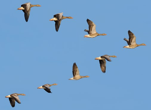 image: Nu går flyttlasset - för våra torsdagsträningar!